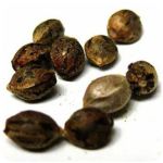 Семена марихуаны АК-47  (Seeds AK-47) в Ростове-на-Дону